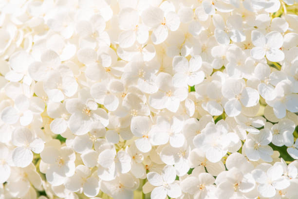 istock Lush white and yellow hydrangea flowers in summer. 1933818853