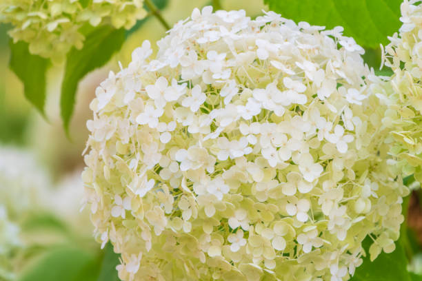 istock Lush white and yellow hydrangea flowers in summer. 1933818862