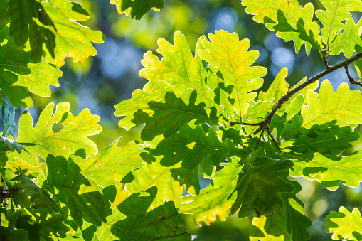 Green oak leaves background. Plant and botany nature texture. green oak leaves in woods. Green oak leaves on a branch in sunlight