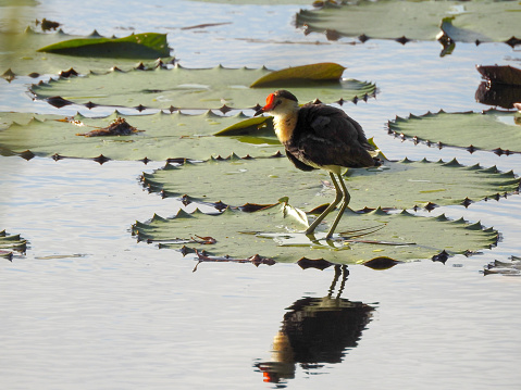 Comb-crested Jacana (Irediparra gallinacea) at Cattana Wetlands in Carins, Queensland, Australia