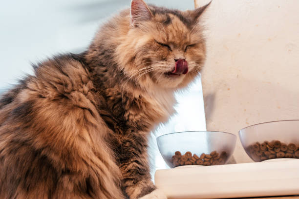 istock Curious Cat eating food 1933827777