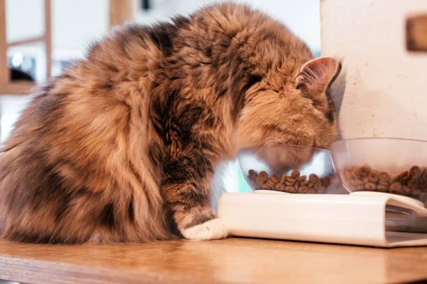 istock Curious Cat eating food 1933828295