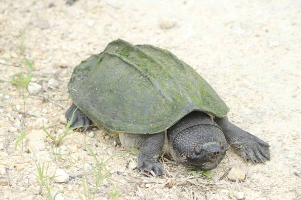 istock Mexican Giant Musk turtle 1933829855
