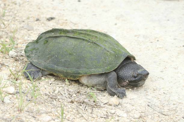 istock Mexican Giant Musk turtle 1933829859