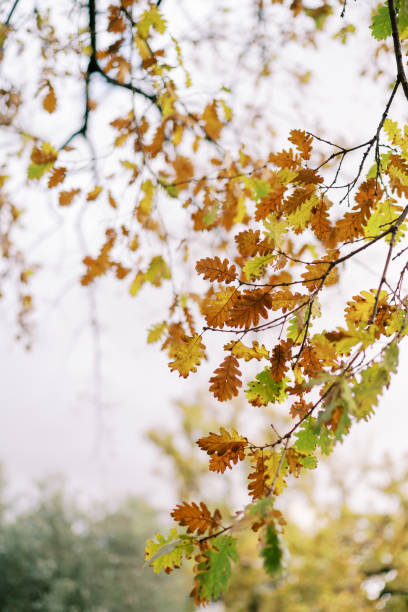 istock Oak branches with yellow and brown leaves against a gray sky 1933832437