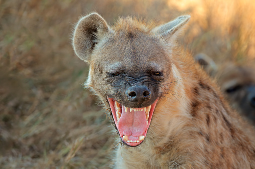 Portrait of a snarling spotted hyena (Crocuta crocuta), Kruger National Park, South Africa
