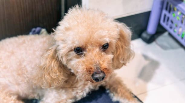 cute face of a light brown poodle - circular skirt photos photos et images de collection