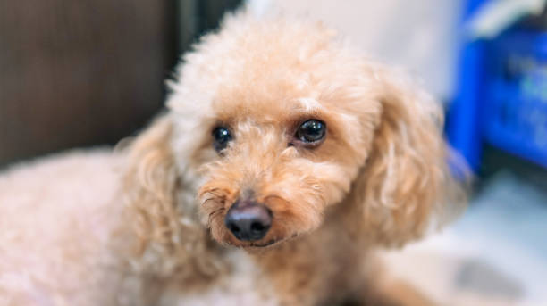 cute face of a light brown poodle - circular skirt photos photos et images de collection