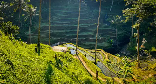 Tegalalang Rice Terrace, Bali, Indonesia