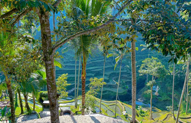 Natural scenery of Bali. Ceking Rice Terrace.
