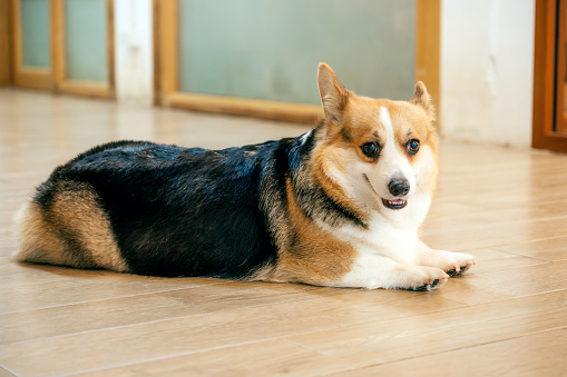 Welsh corgi Pembroke laying in house