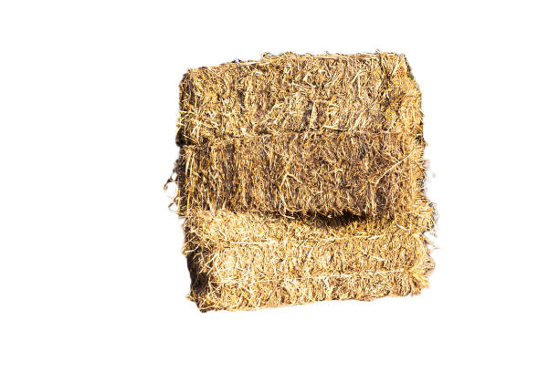 istock Rice straw bales arranged in a row, white background, isolated 1933863616