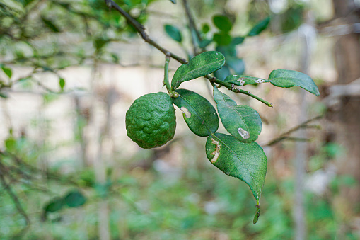 1 kaffir lime on the tree in the garden. Kaffir lime is a popular herb used as an ingredient in curry paste. kaffir lime is also useful in other areas such as beauty and herbal medicine.