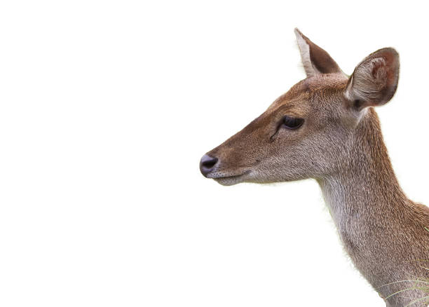 istock The Javan Rusa Or Sunda Sambar Or Rusa Timorensis 1933895948