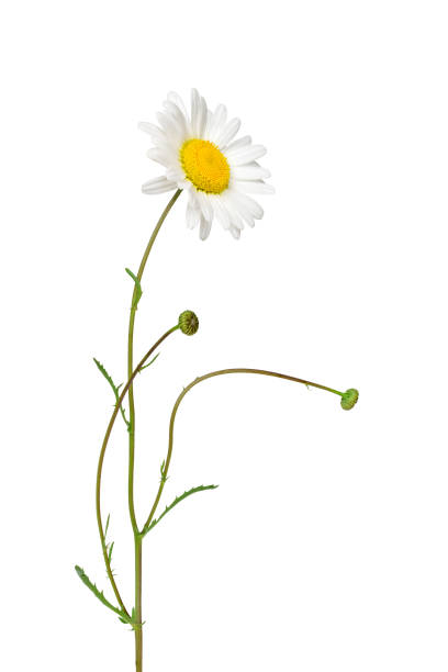 istock Oxeye daisy plant with flower and stem isolated cutout 1933904939