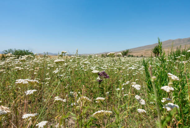 istock Fields with summer flowering plants, meadow flowers. Summer landscape 1933922754
