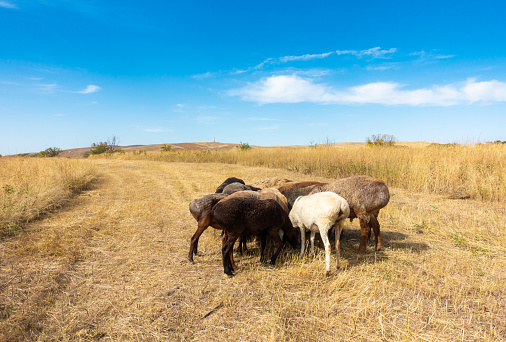 A peaceful pastoral scene with several goats grazing in an open field near a stack of hay rolla