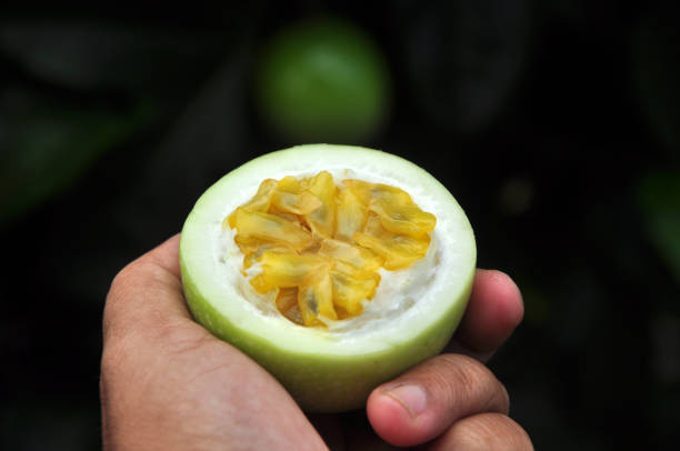 istock Passiflora edulis or passion fruit is both eaten and juiced 1933924898