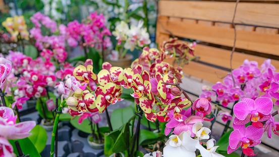 Pink and yellow orchids in garden shop. Various orchids sold in store. Flowers orchid in a greenhouse, modern business and private entrepreneurship.