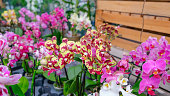 Pink and yellow orchids in garden shop. Various orchids sold in store. Flowers orchid in a greenhouse, modern business and private entrepreneurship