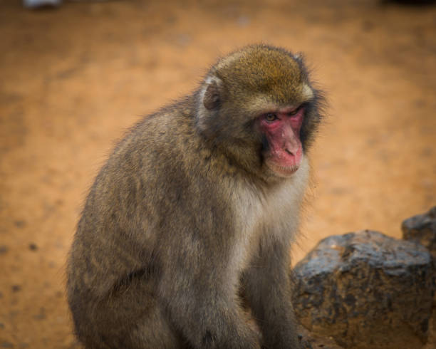 istock The Japanese Snow Monkey 1933947477