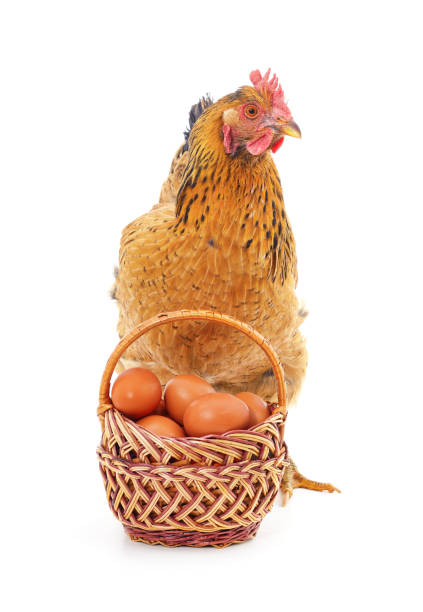 istock Chicken near a basket with eggs. 1933956398