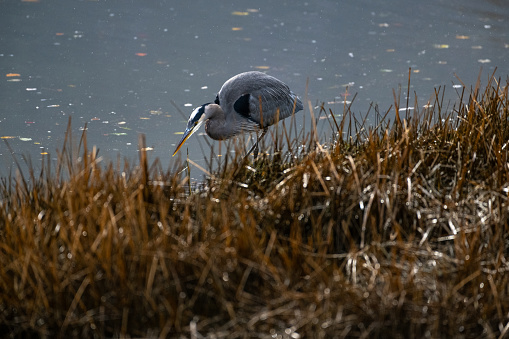 Great Blue Heron fishing in estuary, marsh