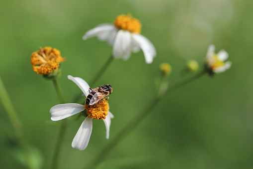 A small bee collects nectar from the flowers of the Bidens pilosa. The hard-working bees prepare food for the winter.