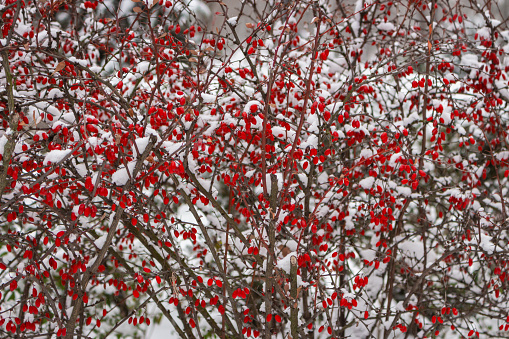 Red berries in snow. Frost on red berries. Frozen nature. February landscape. Winter in parkland. Snowy forest in details. Cold weather in park. Christmas natural ornament.