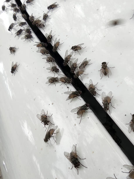 istock House flies and trash flies flock together 1934003725