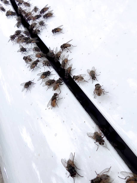 istock House flies and trash flies flock together 1934004238