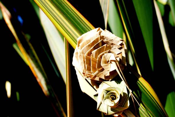 Bunch of Putiputi flowers woven from New Zealand flax against Phormium A Putiputi is the Maori name for a woven flower made from the New Zealand Flax plant (or Phormium) leaves. This is toned in a modern day colour. maori weaving artwork stock pictures, royalty-free photos & images