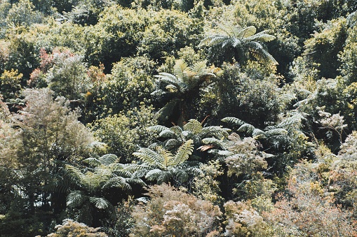 Looking out across a native New Zealand  bush background of Punga tree ferns. This image is toned for a modern look.