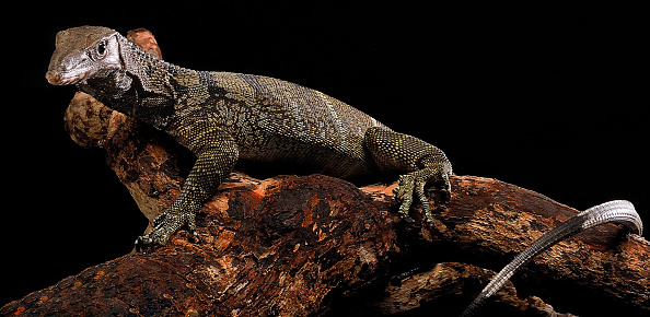 black roughneck monitor or varanus rudicollis is a species of monitor lizard found in South East Asia countries. Isolated on black
