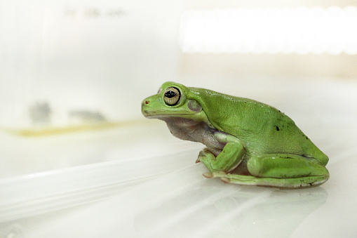 green tree frog against blurry background