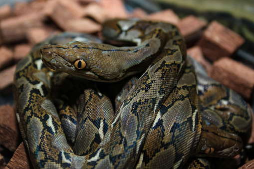 Stock photo showing close-up view of the glossy, textured reptile scales of the skin of an Indian python snake. This reptile is also known as the Asian rock python, black-tailed python or Indian rock python.