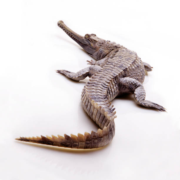 istock tomistoma schlegelii oir false gharial isolated on white background 1934021003