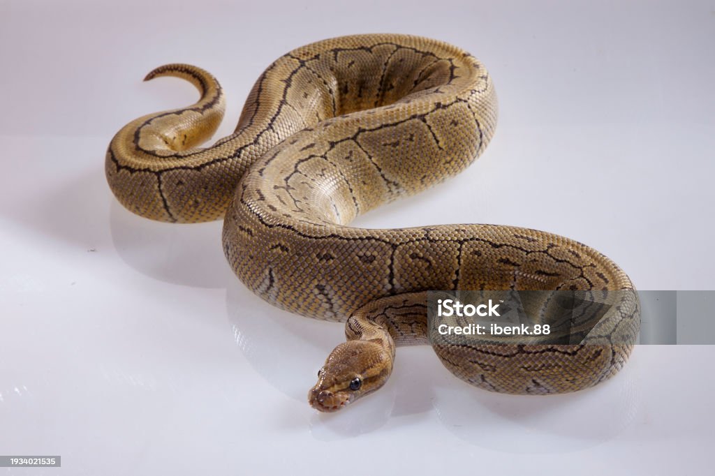 Royal Python Or Ball Python Snake On White Background Stock Photo ...