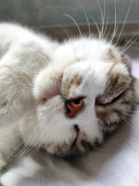 istock the cat sleeps soundly 1934032018