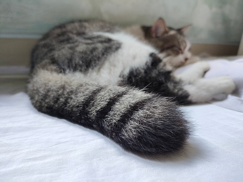 A cat was seen sleeping soundly. he sleeps in various styles. when sleeping comfortably, the cat's face looks adorable. A cat that feels comfortable will sleep more relaxed.