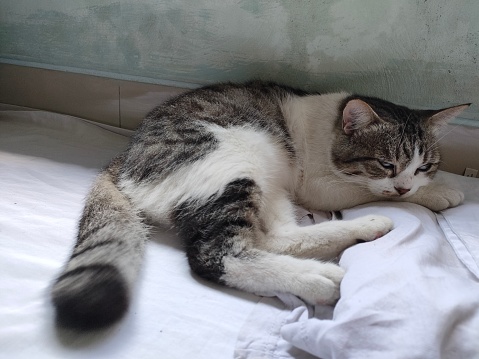 A cat was seen sleeping soundly. he sleeps in various styles. when sleeping comfortably, the cat's face looks adorable. A cat that feels comfortable will sleep more relaxed.