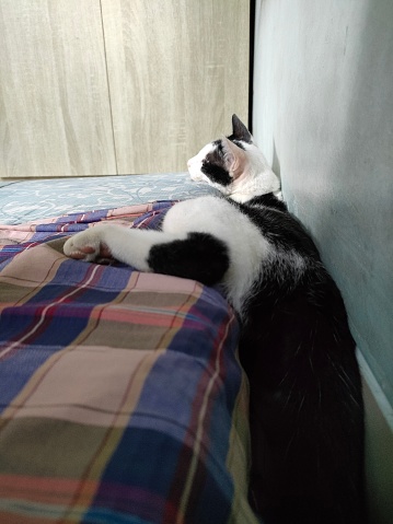 A cat was seen sleeping soundly. he sleeps in various styles. when sleeping comfortably, the cat's face looks adorable. A cat that feels comfortable will sleep more relaxed.