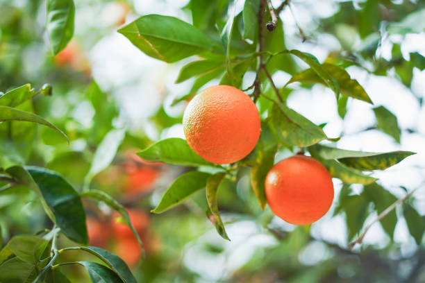 istock Close-up of vibrant oranges 1934047842