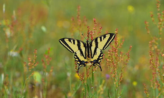 butterfly on the flower in spring