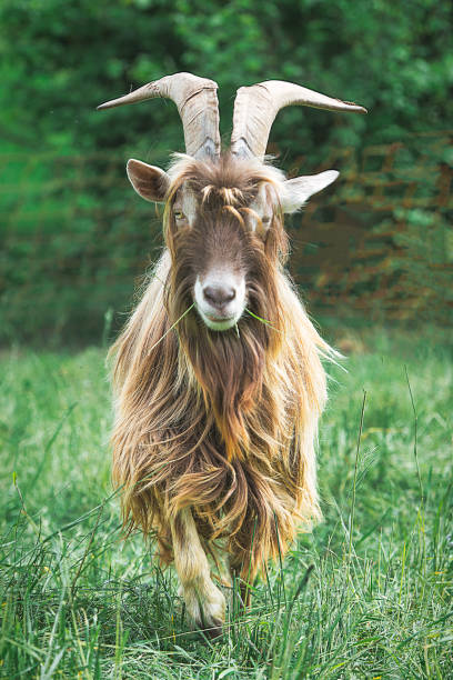 Portrait of a white billy goat. You can see the typical goat's beard and long horns. The coat is long. A green meadow in the background.