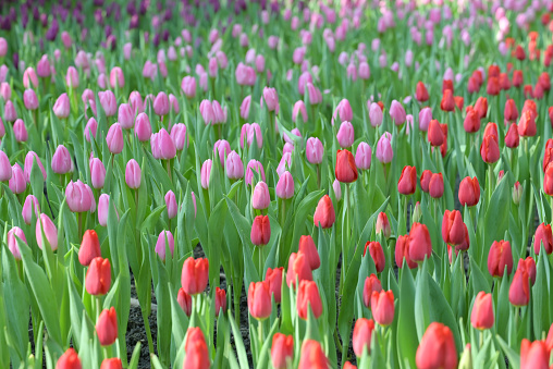 Natural background of red and pink tulip flowers blooming in the garden with soft morning sunlight on a flowerbed .
