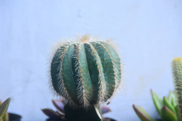 Macro photo of cactus flower (Cactaceae)