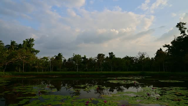 4K Time lapse video in rural scene landscape with cloudy blue sky from afternoon to evening. Tranquil scenery of countryside with pink lotus in natural pond.