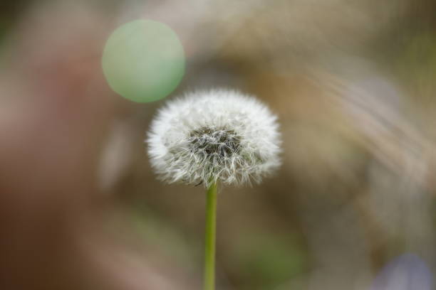 istock A close-up shot of the dandelion 1934078341