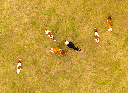 Aerial view of cows
